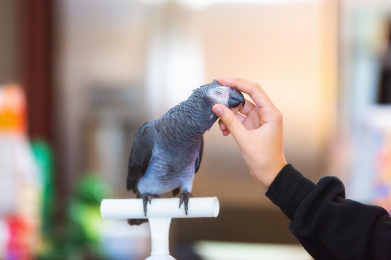 Easy and Effective Ways to Bond With Your Pet Bird