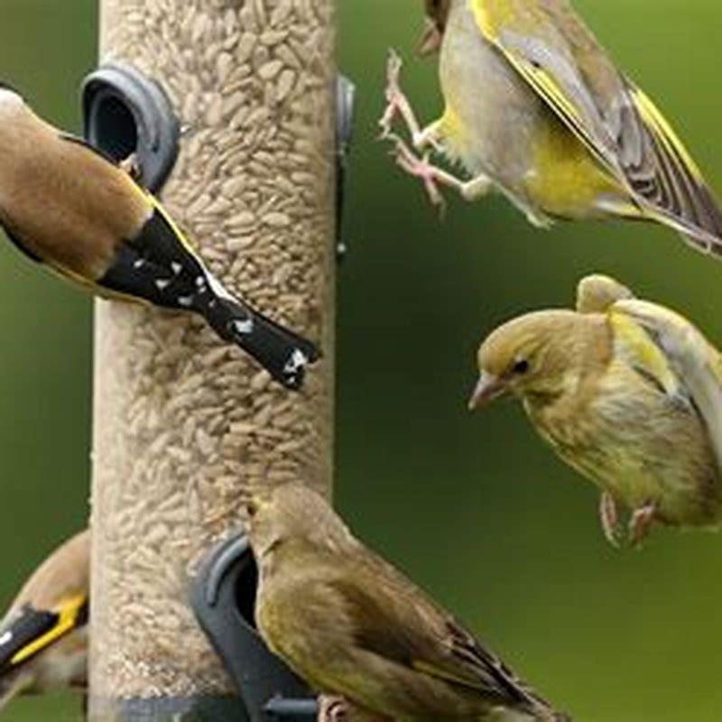 Do birds bond with humans? - DIY Seattle