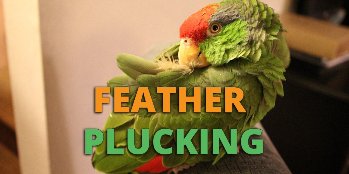 Feather Plucking (aka Pterotillomania): What? Why? And How to Stop It?
