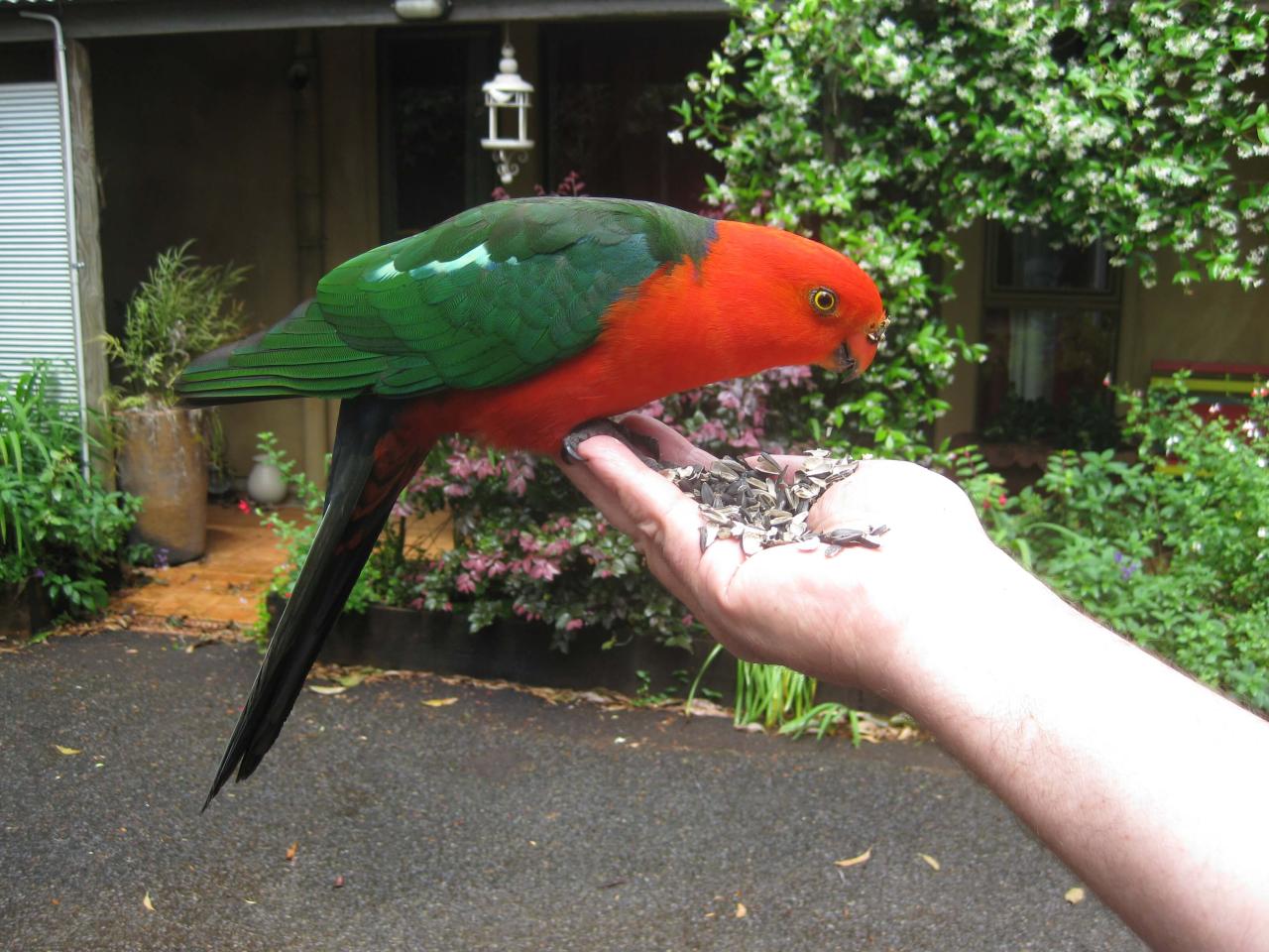 Life From Scratch: Feeding Parrots Seasonally: Autumn