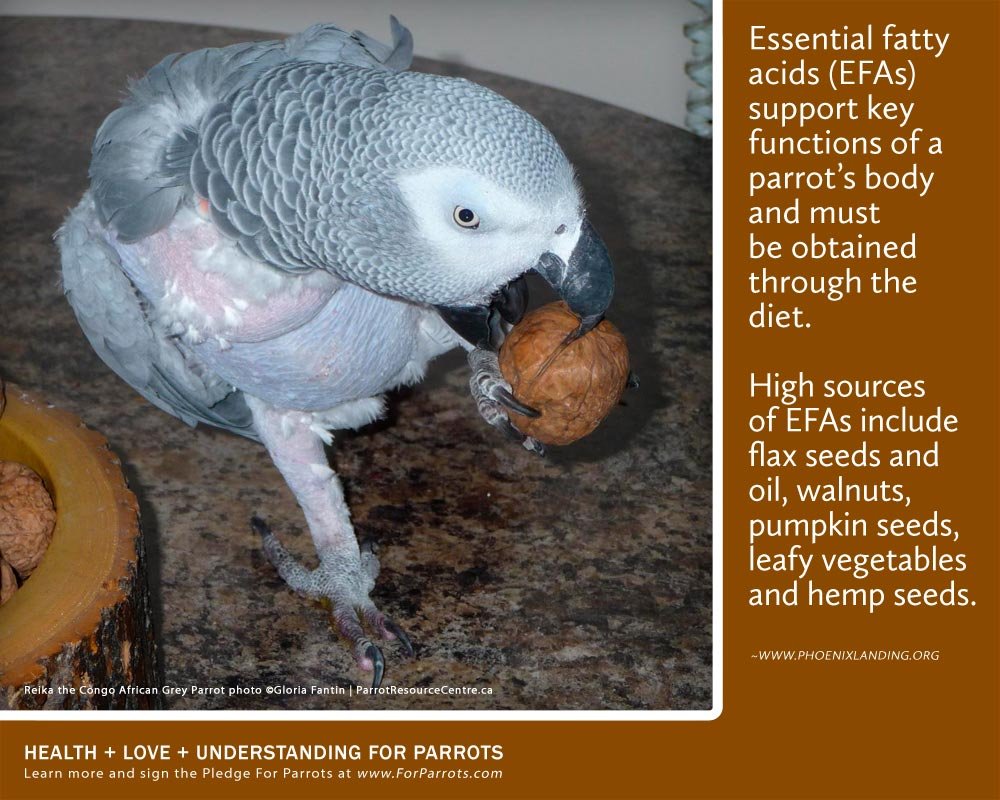 Nuts! | For Parrots: Posters for Parrot Advocates Nuts! | For Parrots: Posters for Parrot Advocates