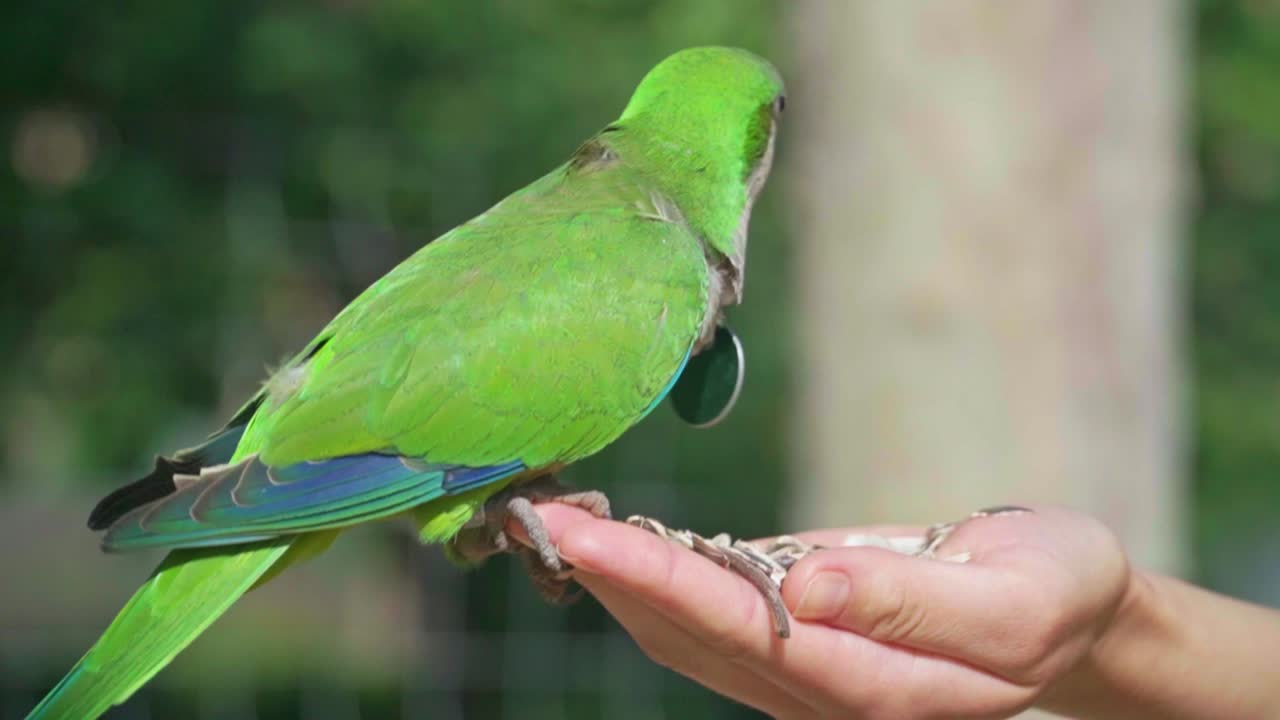 Seeds vs. Pellets: What to Feed Your Bird | Parakeet food, Parrot food ... Seeds vs. Pellets: What to Feed Your Bird | Parakeet food, Parrot food ...
