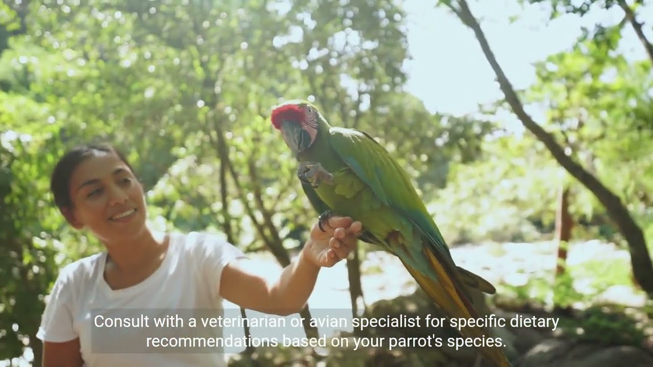 how to feed parrots – HousePetsCare.com how to feed parrots – HousePetsCare.com