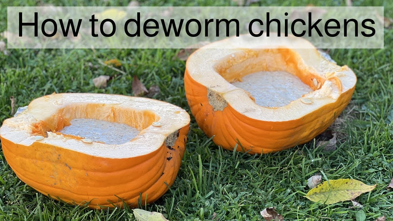 How to deworm chickens naturally | Quick and easy recipe - YouTube How to deworm chickens naturally | Quick and easy recipe - YouTube