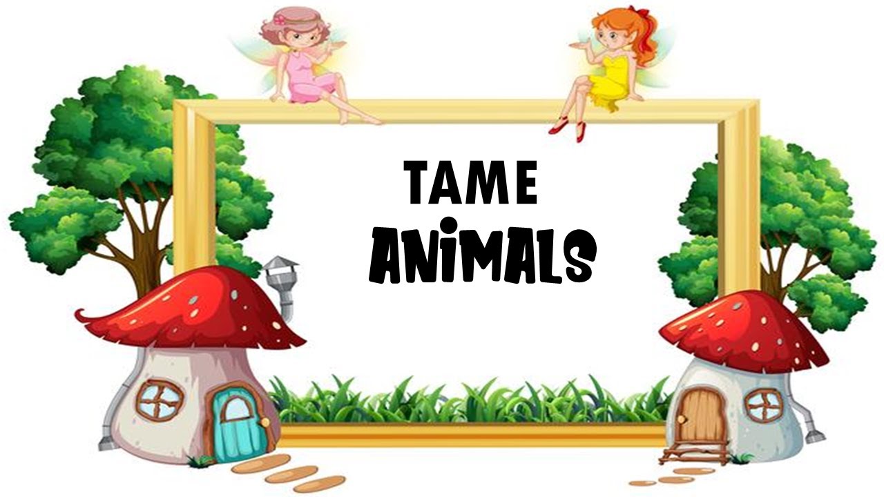 Tame Animals - YouTube Tame Animals - YouTube