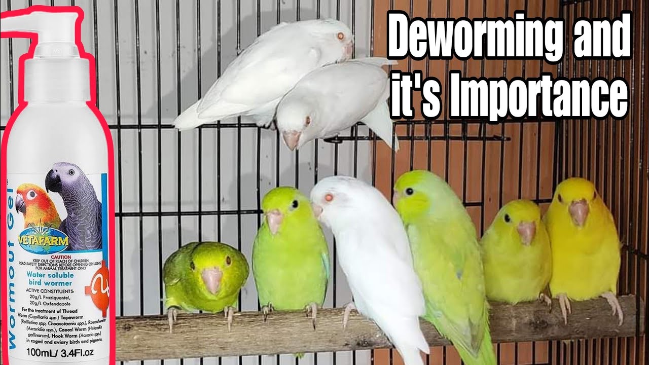 Why Deworming of Birds is Necessary? || All About Pets - YouTube Why Deworming of Birds is Necessary? || All About Pets - YouTube