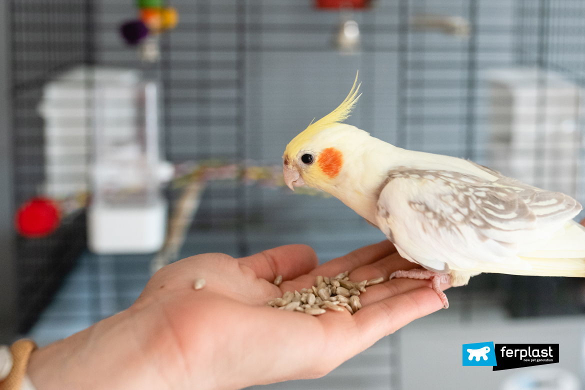Budgies And Cockatiels: Correct Nutrition, Tips on How to Feed them Budgies And Cockatiels: Correct Nutrition, Tips on How to Feed them
