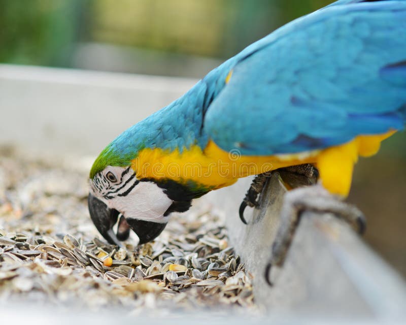 Two Parrots Eating Their Seed Stock Photo - Image of seed, parrots ... Two Parrots Eating Their Seed Stock Photo - Image of seed, parrots ...