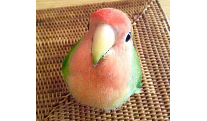 Hello! Could you share the fruits and vegetables you feed your parrot ...