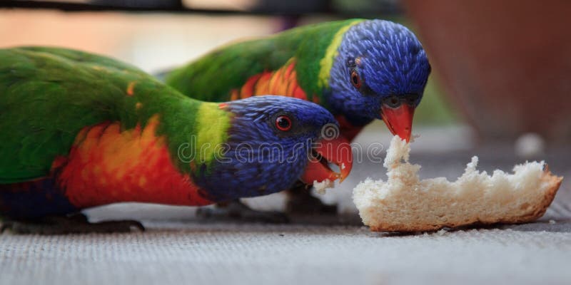 Parrots feed stock image. Image of beak, inquisitive - 18491055 Parrots feed stock image. Image of beak, inquisitive - 18491055