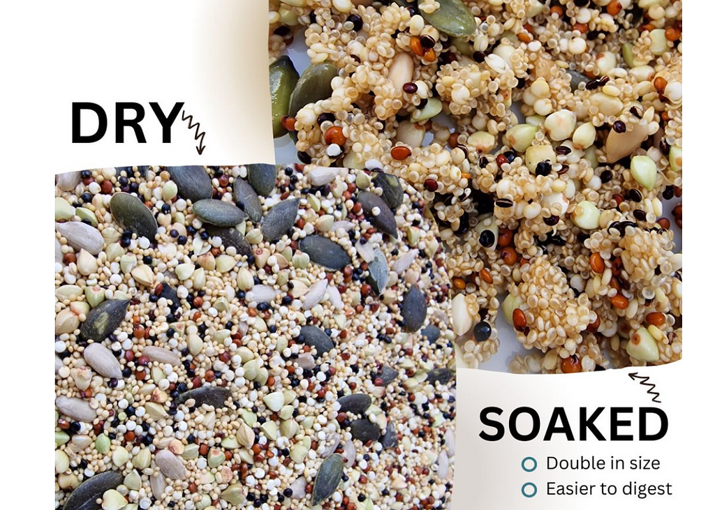 How To Make Seeds Healthy for Parrots | Poodles and Parrots How To Make Seeds Healthy for Parrots | Poodles and Parrots