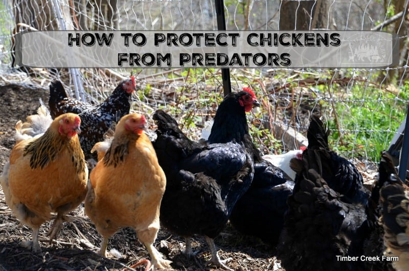 How Do Birds Avoid Predators? (4 Key Methods Explained) | Birdfact How Do Birds Avoid Predators? (4 Key Methods Explained) | Birdfact