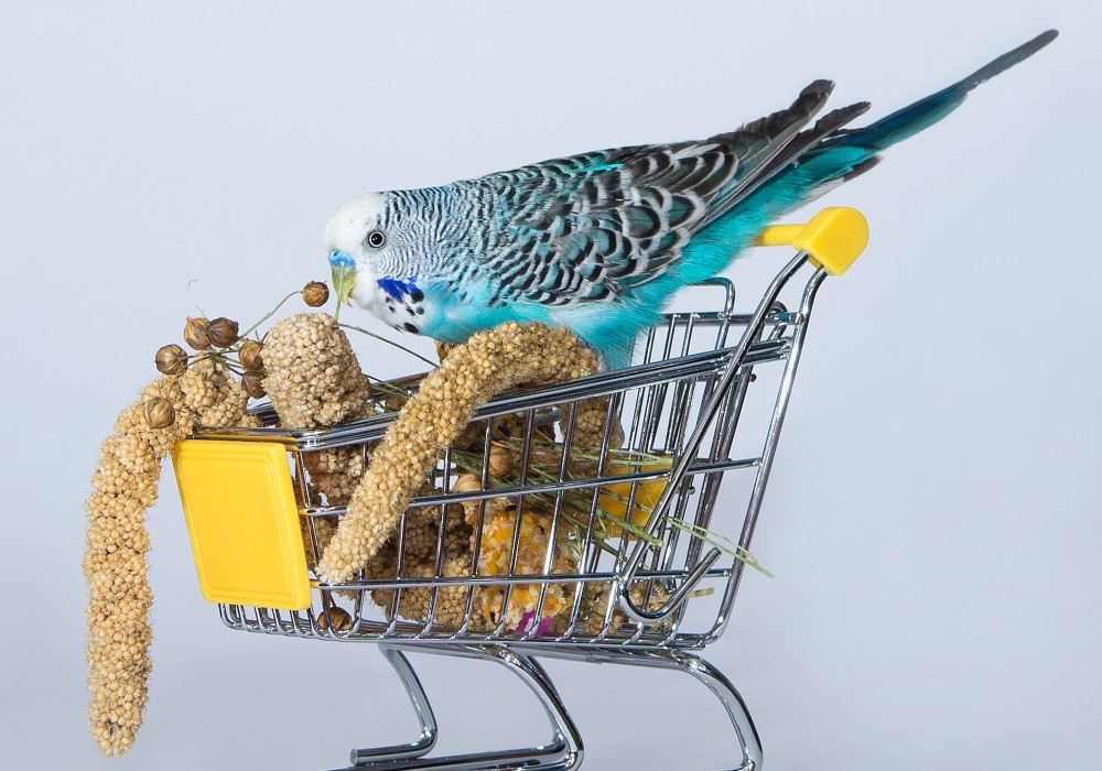 Feeding parakeets fresh food parakeet food parakeets guide omlet us ... Feeding parakeets fresh food parakeet food parakeets guide omlet us ...