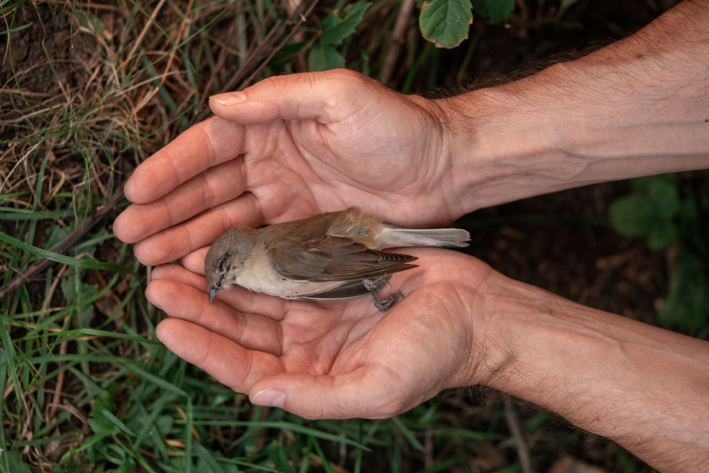 Save our birds from deadly corporate pesticides Save our birds from deadly corporate pesticides