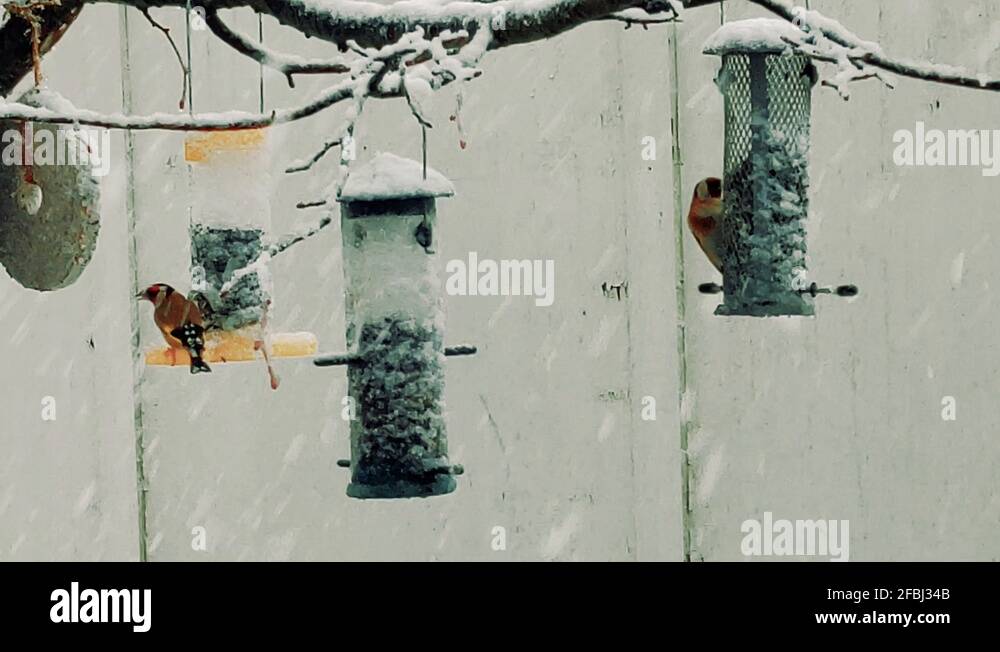 How Do Birds Protect Themselves? (7 SURPRISING Ways!) – Birding Outdoors How Do Birds Protect Themselves? (7 SURPRISING Ways!) – Birding Outdoors