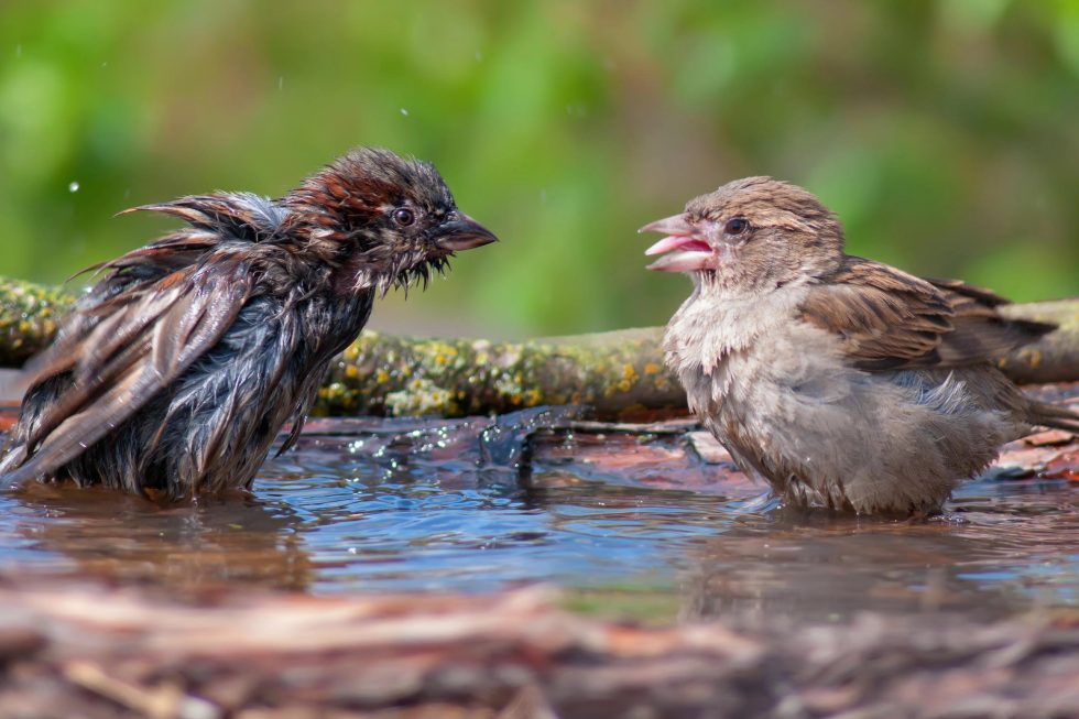 Diseases Spread By Birds - OMNIS Pest Control Diseases Spread By Birds - OMNIS Pest Control