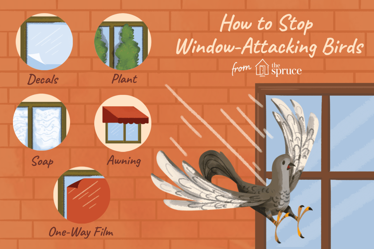 Tips to Stop Birds Attacking Windows