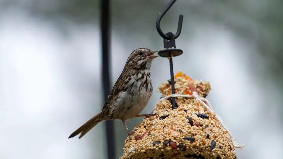 What Do Finches Eat?