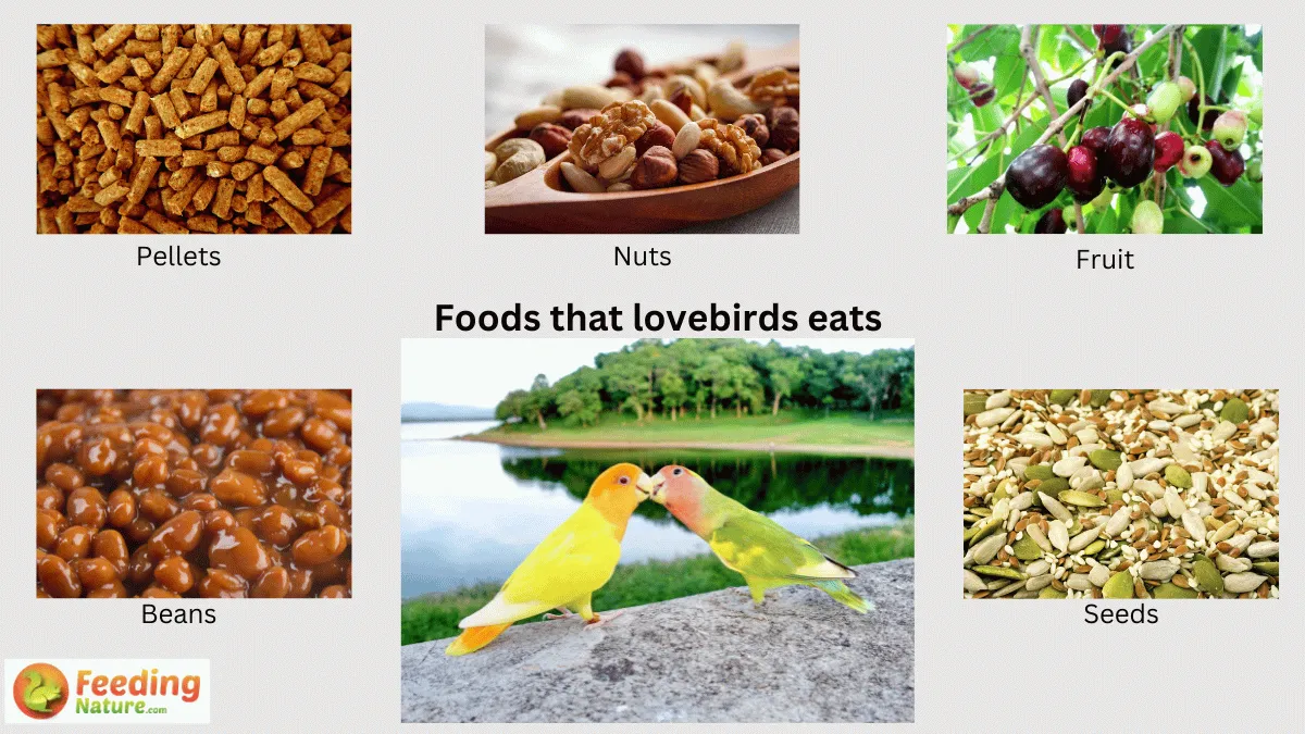 A Lovebird's Culinary Delight: What Do Lovebirds Eat? - Feeding Nature