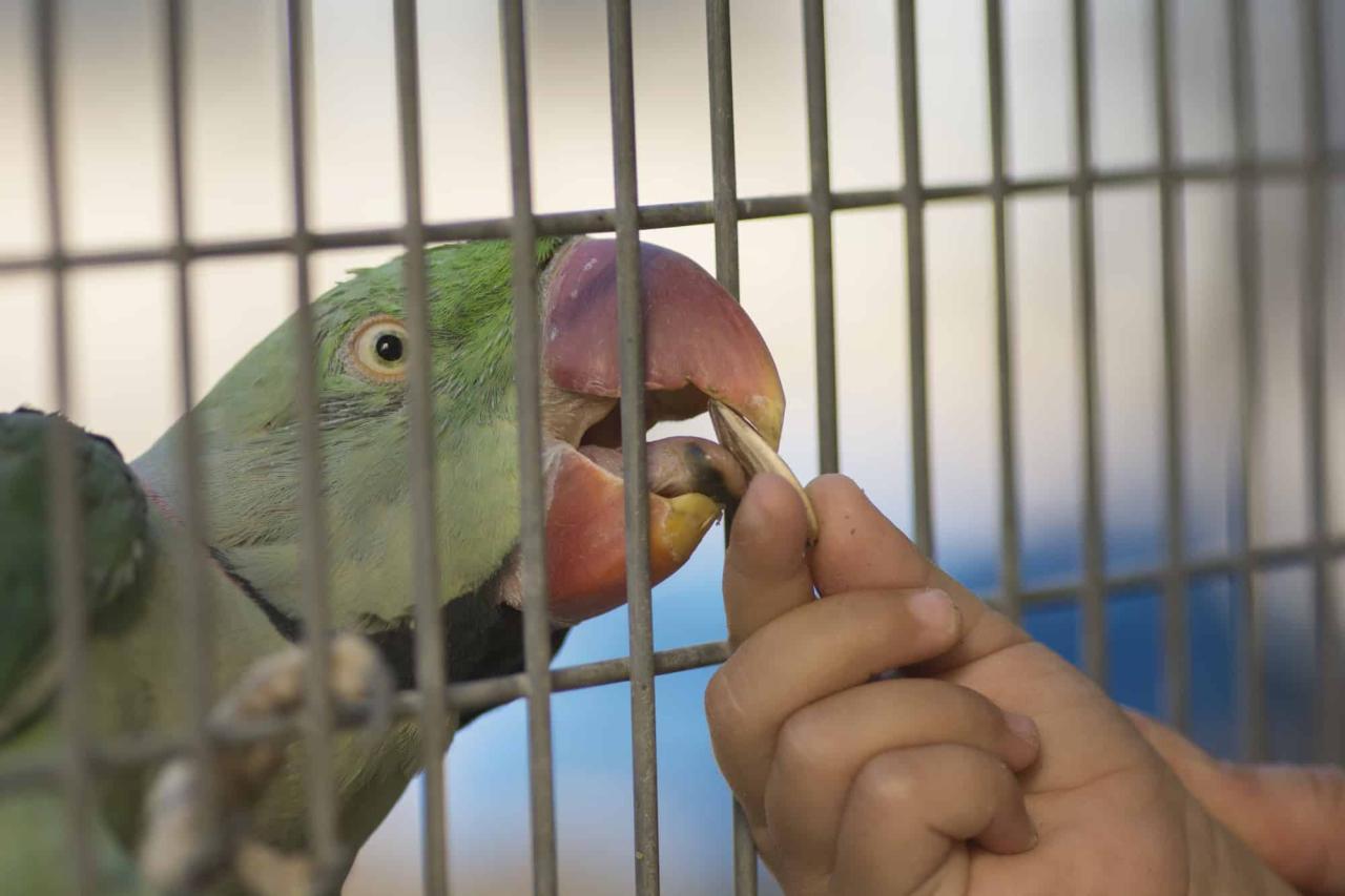 How to feed parakeets