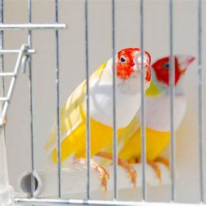 Ways to Protect Birds - Birdsbesafe Ways to Protect Birds - Birdsbesafe